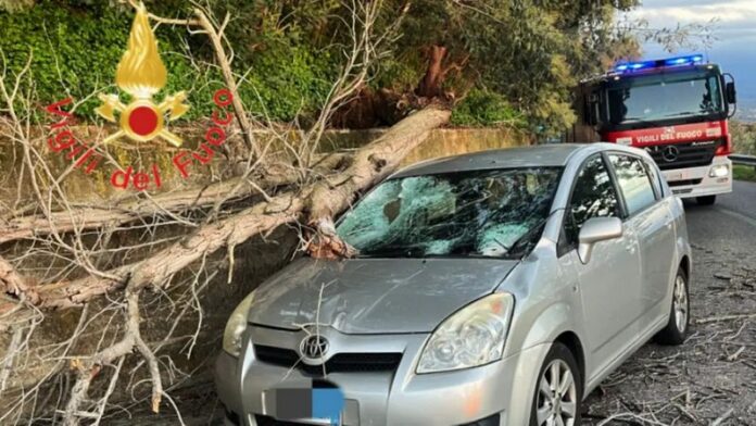 incidente gizzeria_albero caduto