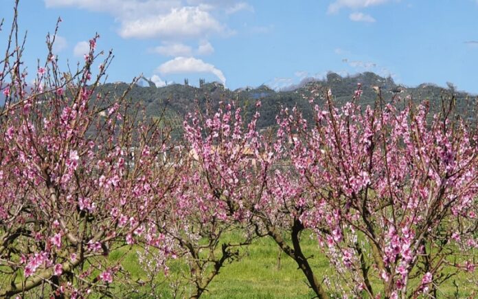 finanziamenti frutteti Calabria