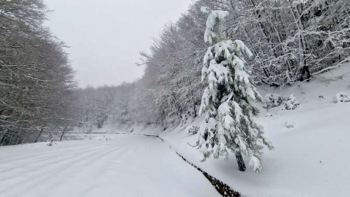 strada vette sila 2024_Foto di Saverio J Bianco