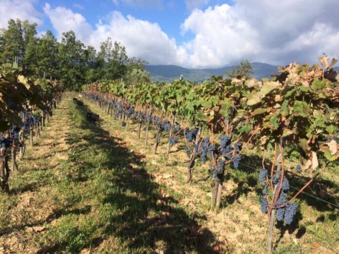vigneto vino calabria