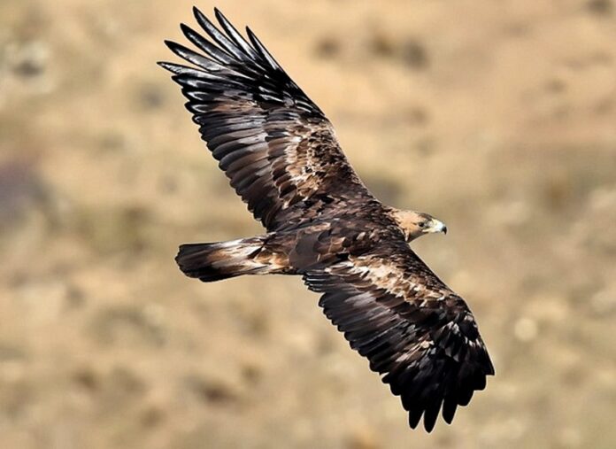 Parco Nazionale Aquila RealeA