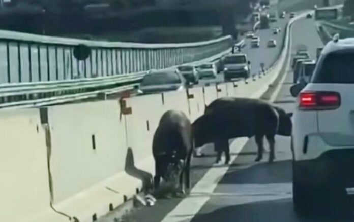 maiali A2 reggio calabria