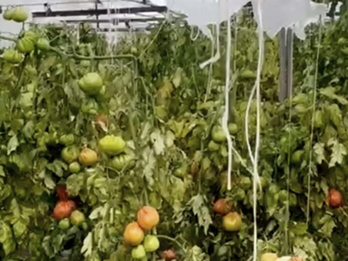 serre pomodori distrutte