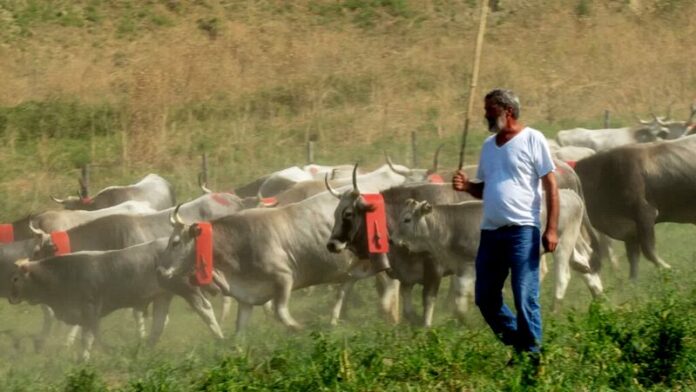 transumanza calabria