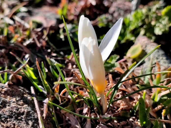 Crocus Vernus bianco