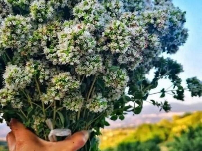 origano selvatico calabrese