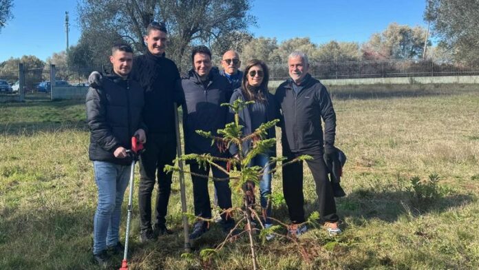parco urbano nuovi alberi piantati