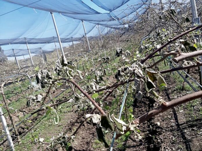 gelate kiwi calabria