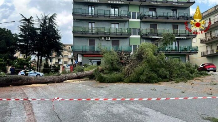 albero caduto vibo