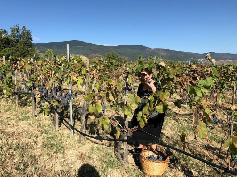 azienda lacino calabria