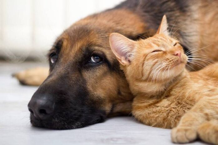 animali d'affezione