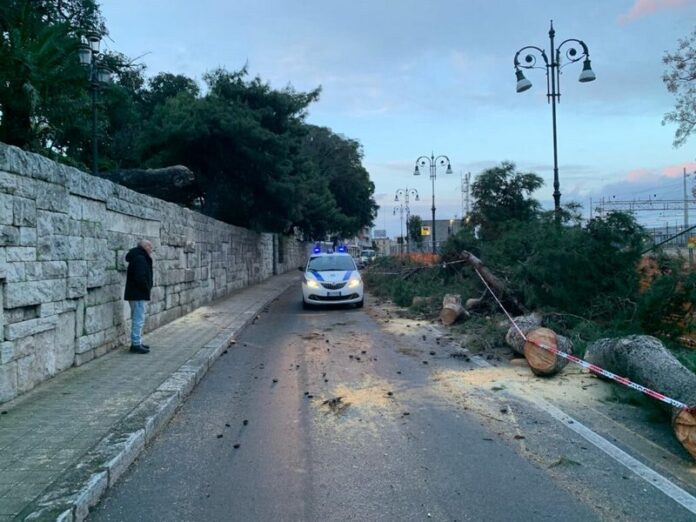 crollo albero lungomare reggio