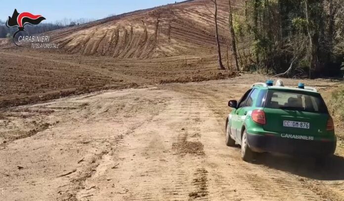 disboscamento rende