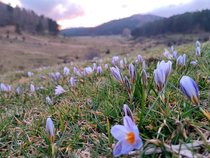 fiori prato sila primavera