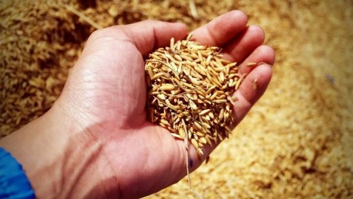 grano