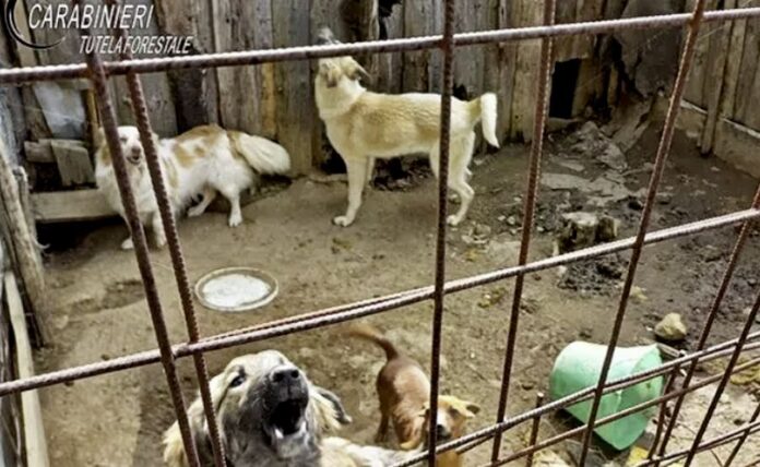 rifugio abusivo cani