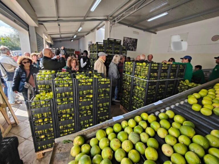 azienda bergamotto
