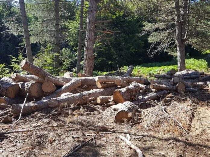 alberi tronchi aspromonte