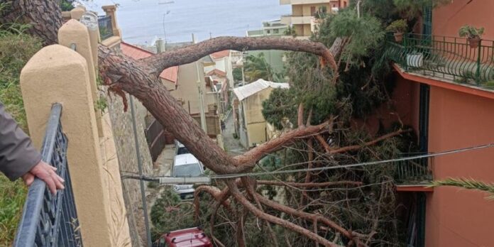 albero caduto reggio calabria