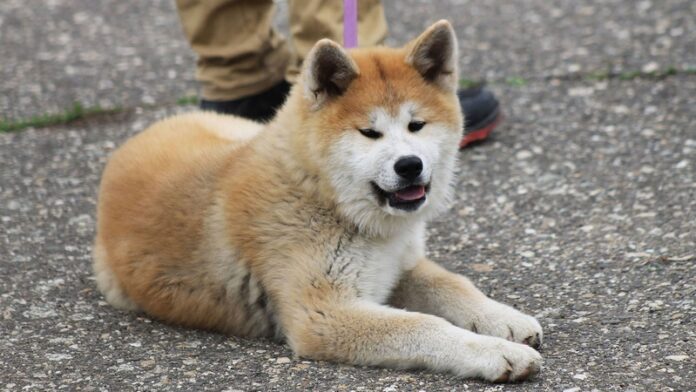 cane razza akita