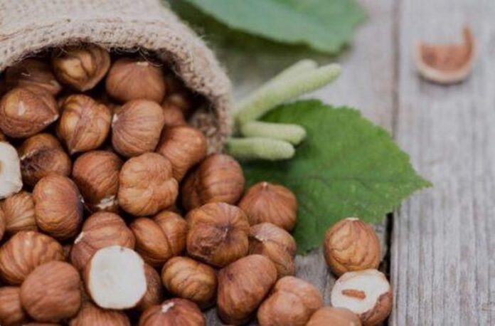 nocciola Tonda di Calabria_bio