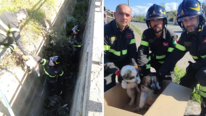 vigili fuoco salvataggio cani isola