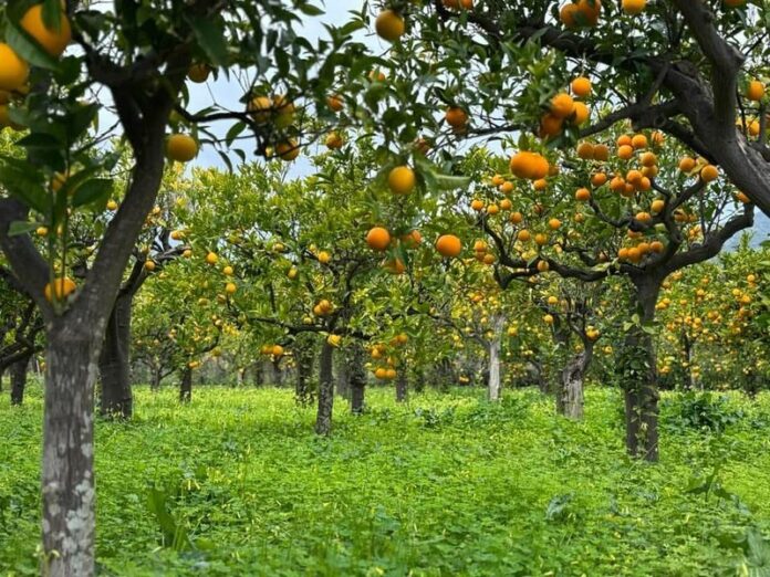 Arancia_Bionda_Trebisacce_2