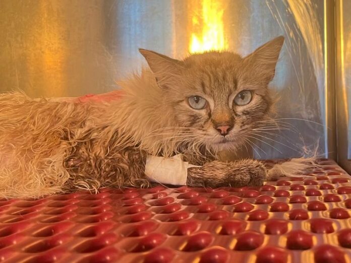 Gattina colpita da proiettili