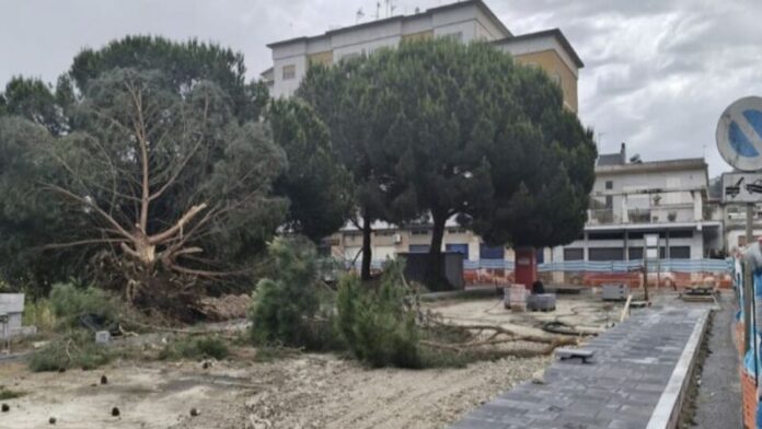 alberi abbattuti vibo