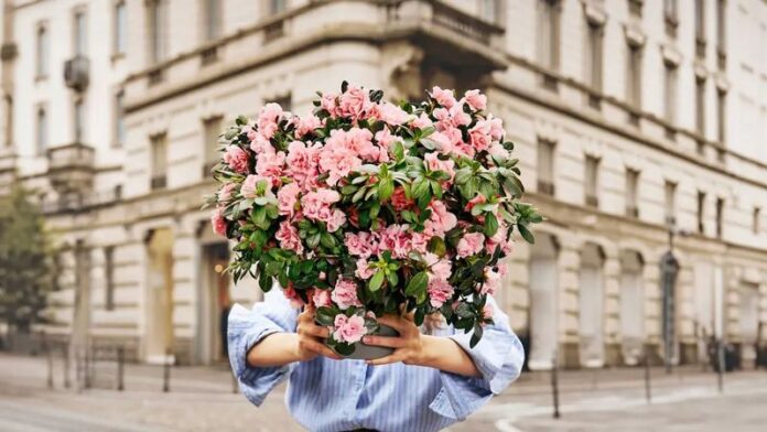 azalea
