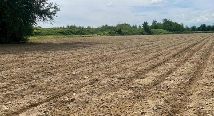 campo mais bisignano