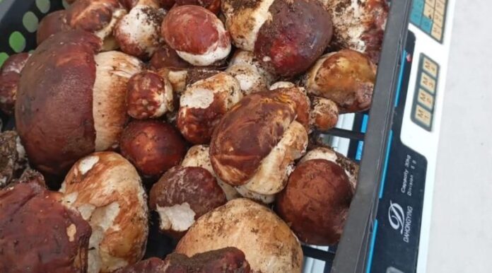 porcini sila maggio_foto gal sila