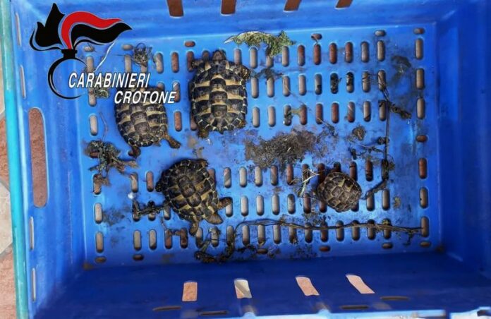 tartarughe protette crotone