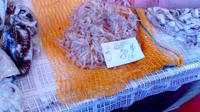 vendita novellame pescheria Catania