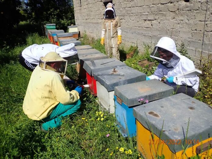 Coleottero delle api Calabria vince