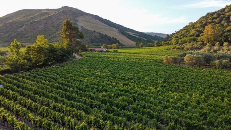 “Cena sotto le stelle – Vini e sapori di Calabria”