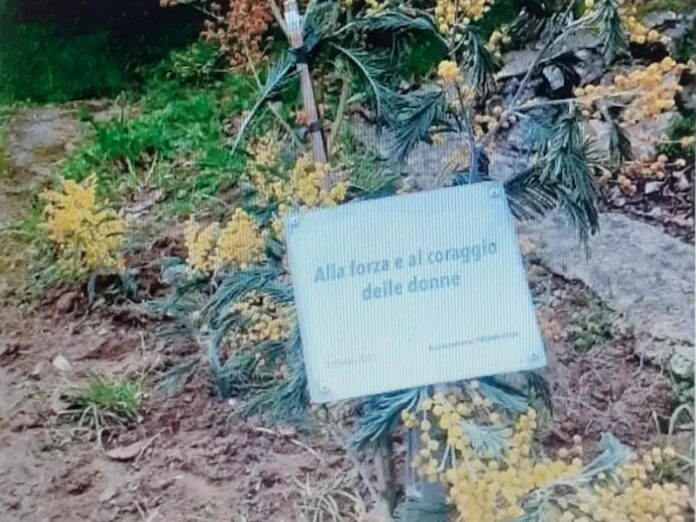 Mendicino tagliata mimosa Lanzino