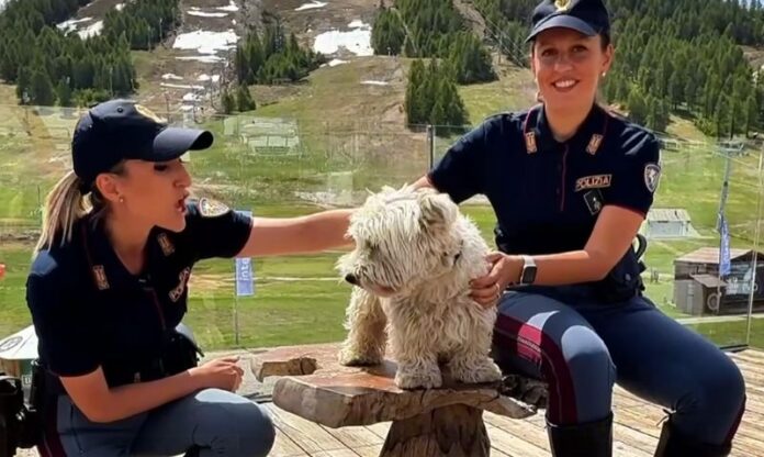 abbandono animali polizia