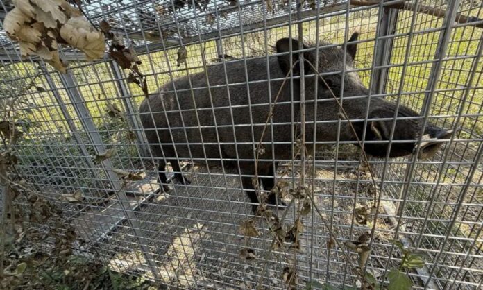 cinghiale catturato cosenza