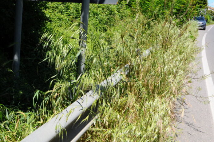 erba alta guardrail strada