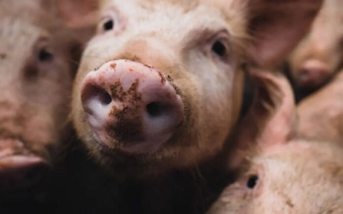 peste suina_maiali
