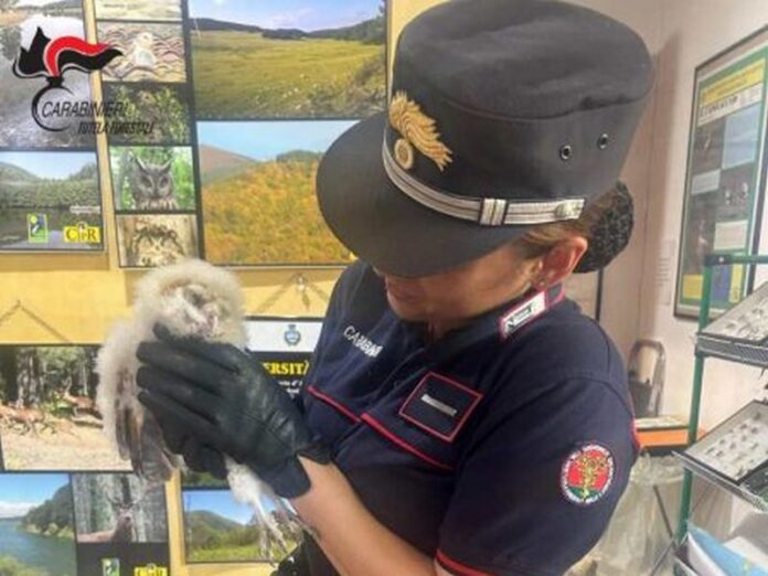 pullo di barbagianni