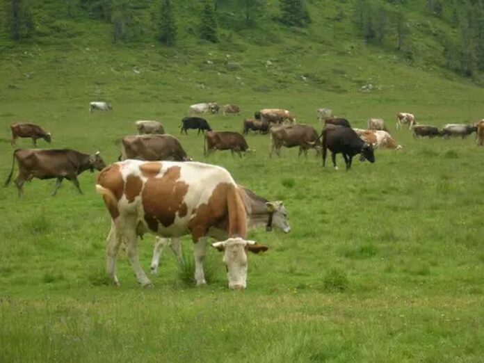 razze autoctone calabresi bovini