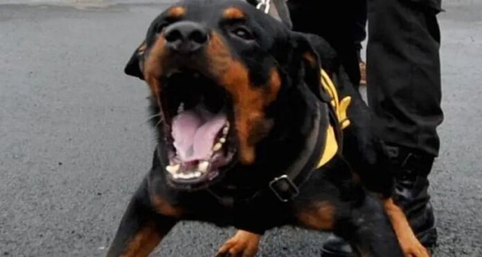 rottweiler aggressivo