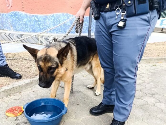 Catanzaro cane smarrito lido