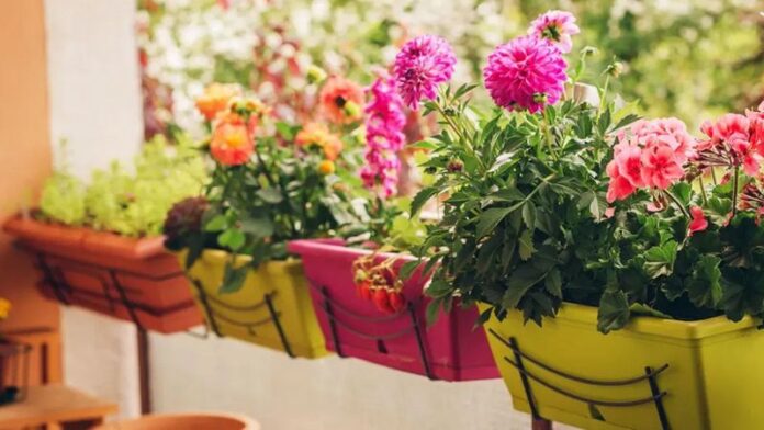 balconi fiori