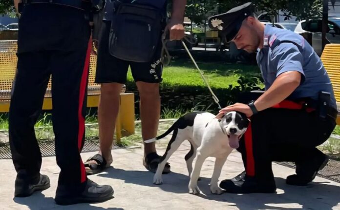 cane rapito soverato