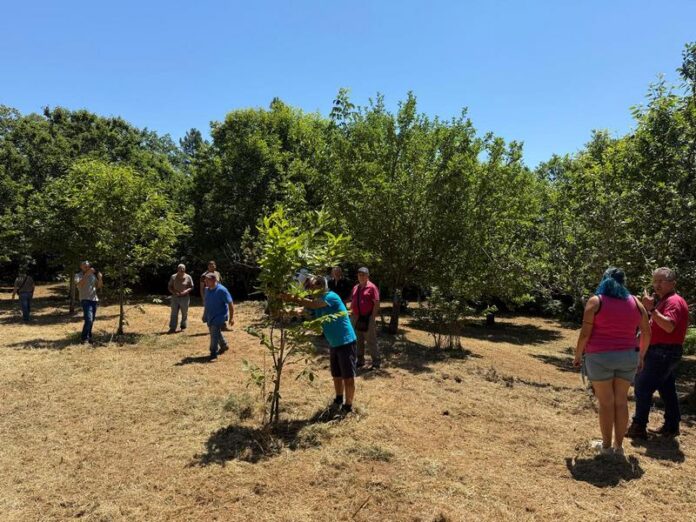 castanicoltura calabria