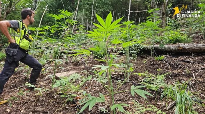 piantagioni marijuana fabrizia
