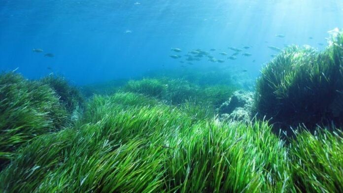 fondale marino posidonia-oceanica